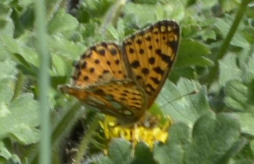 Issoria lathonia